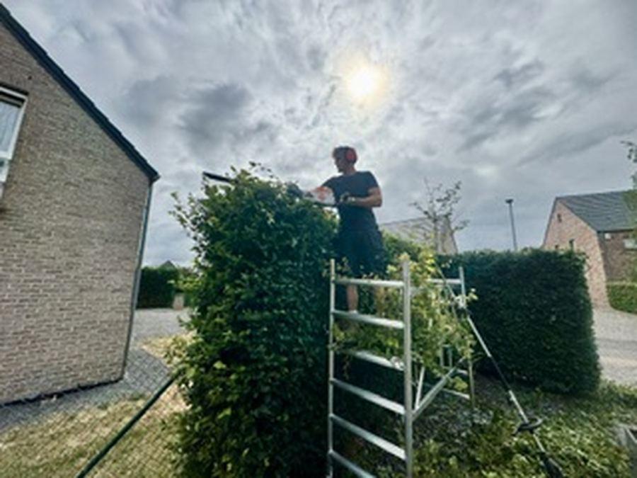 Taille en hauteur de haies et arbustes